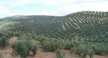 Andaluca tierra de olivos